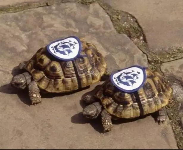 Fred and Frieda, the Blue Peter tortoises.