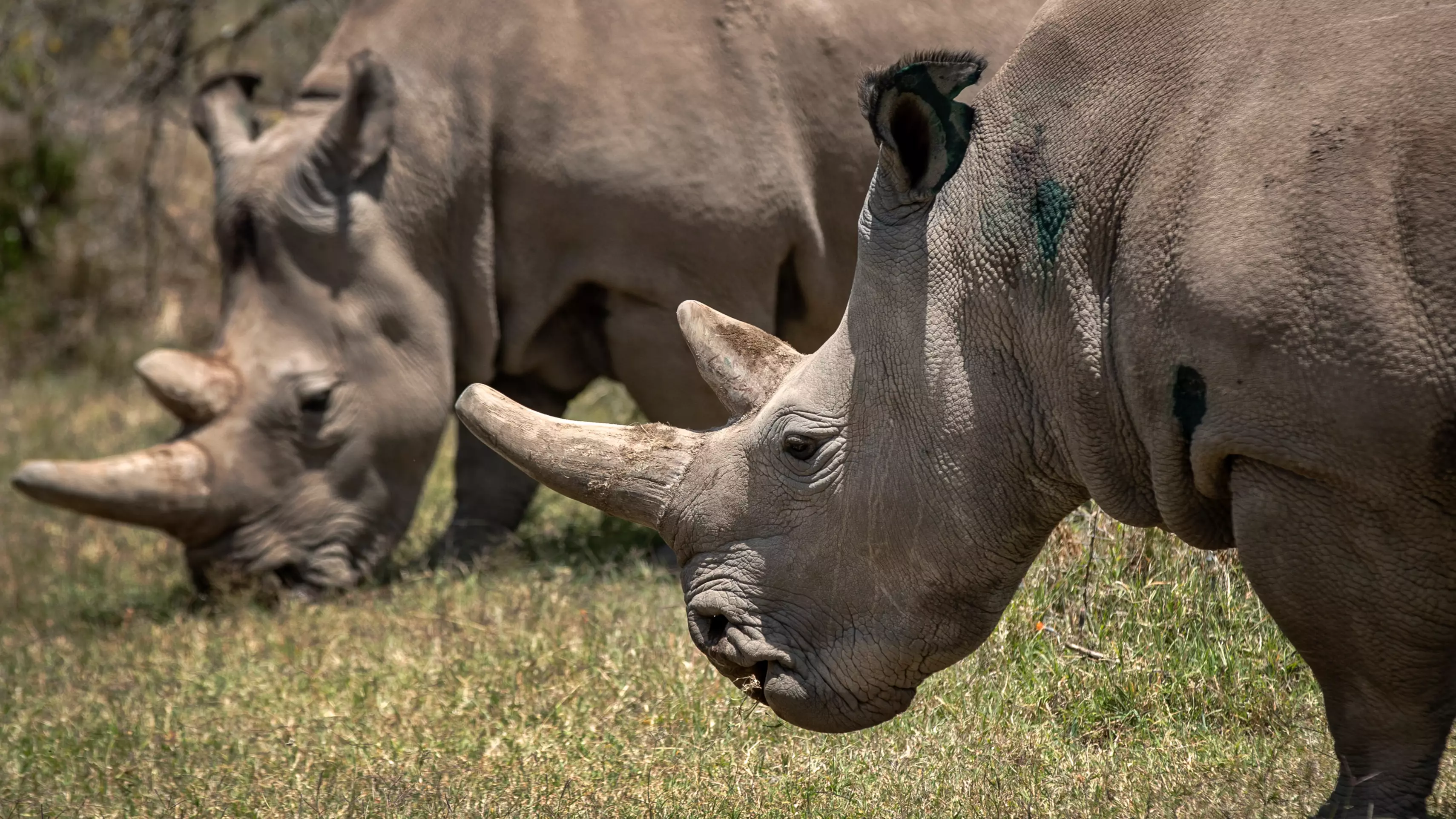 Hope For Near-Extinct White Rhinos As Seven Eggs From Last Remaining Females Are Fertilised