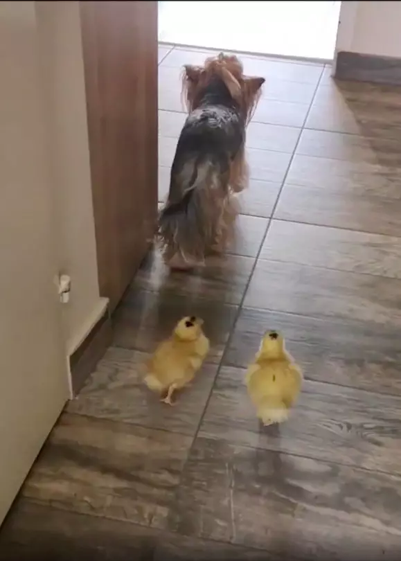 The ducklings and the dog are now BFFs (