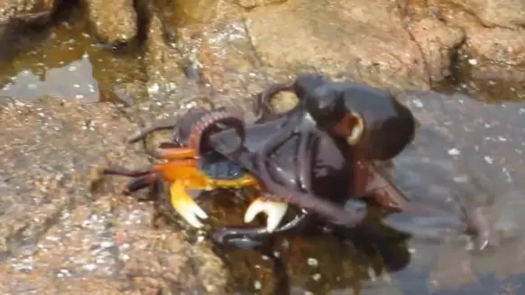 Watch This Octopus Run On Land To Catch His Dinner 