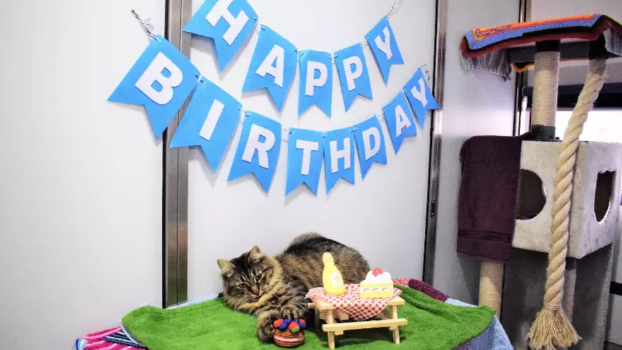 ​Cat Looking For Home After Nobody Turned Up To Her Birthday Party