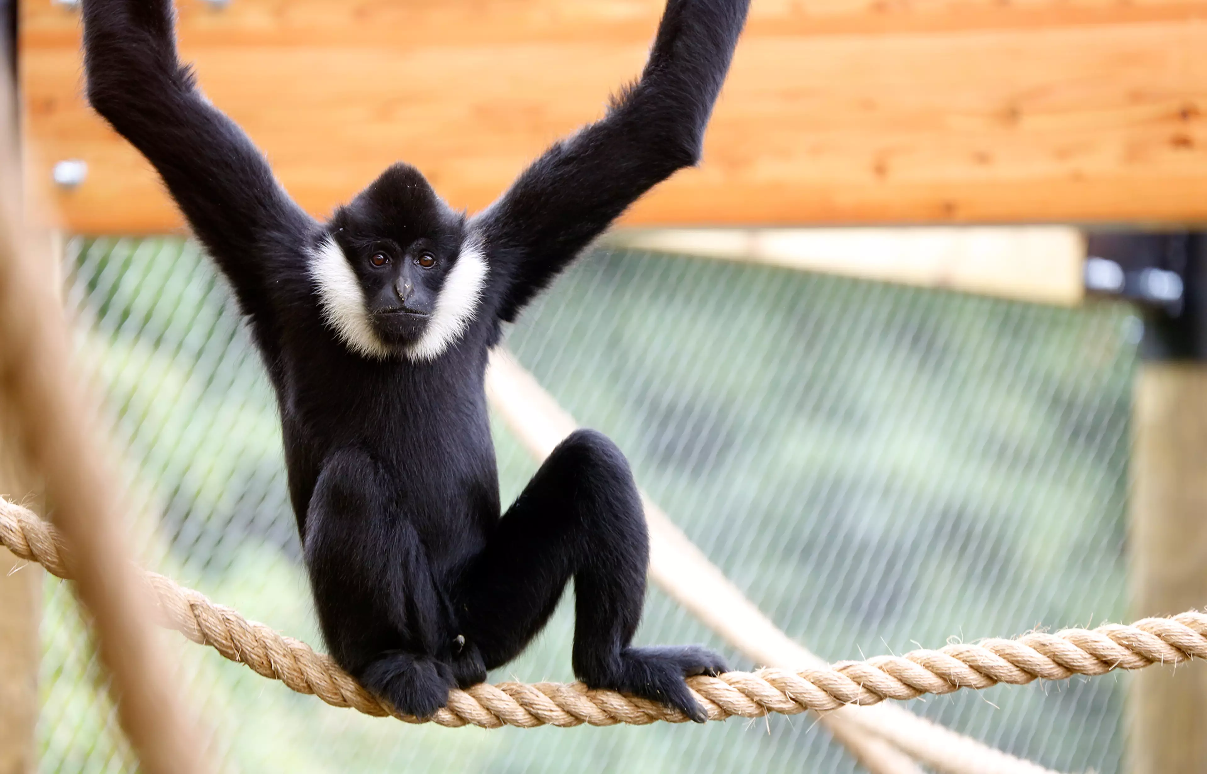 The poor gibbon is missing social interaction (