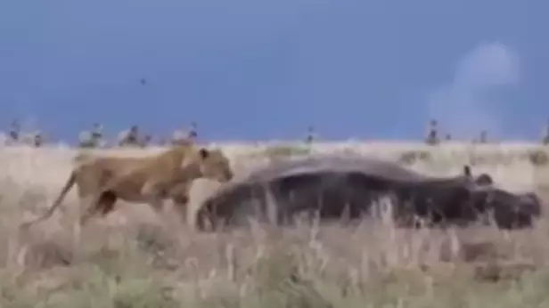 Lion Goes To Attack A Hippo And Instantly Regrets It