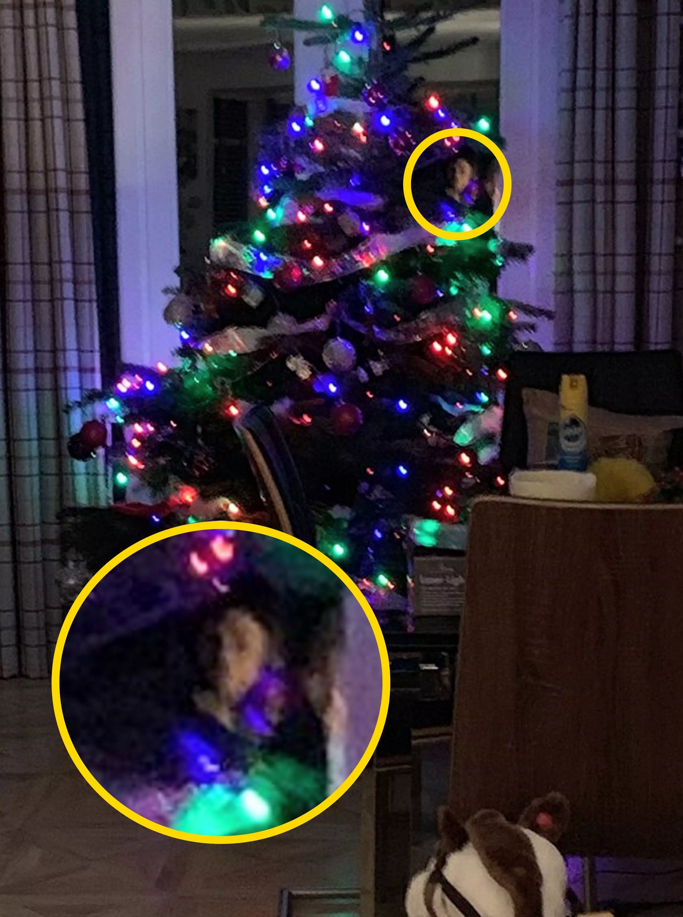 Melanie Scholes claims to have taken a picture of the Christmas tree when she noticed there was a face gazing right back at her.