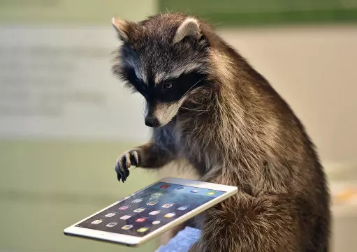 This Raccoon Related Banter Is So Banterous It Could Break The Internet