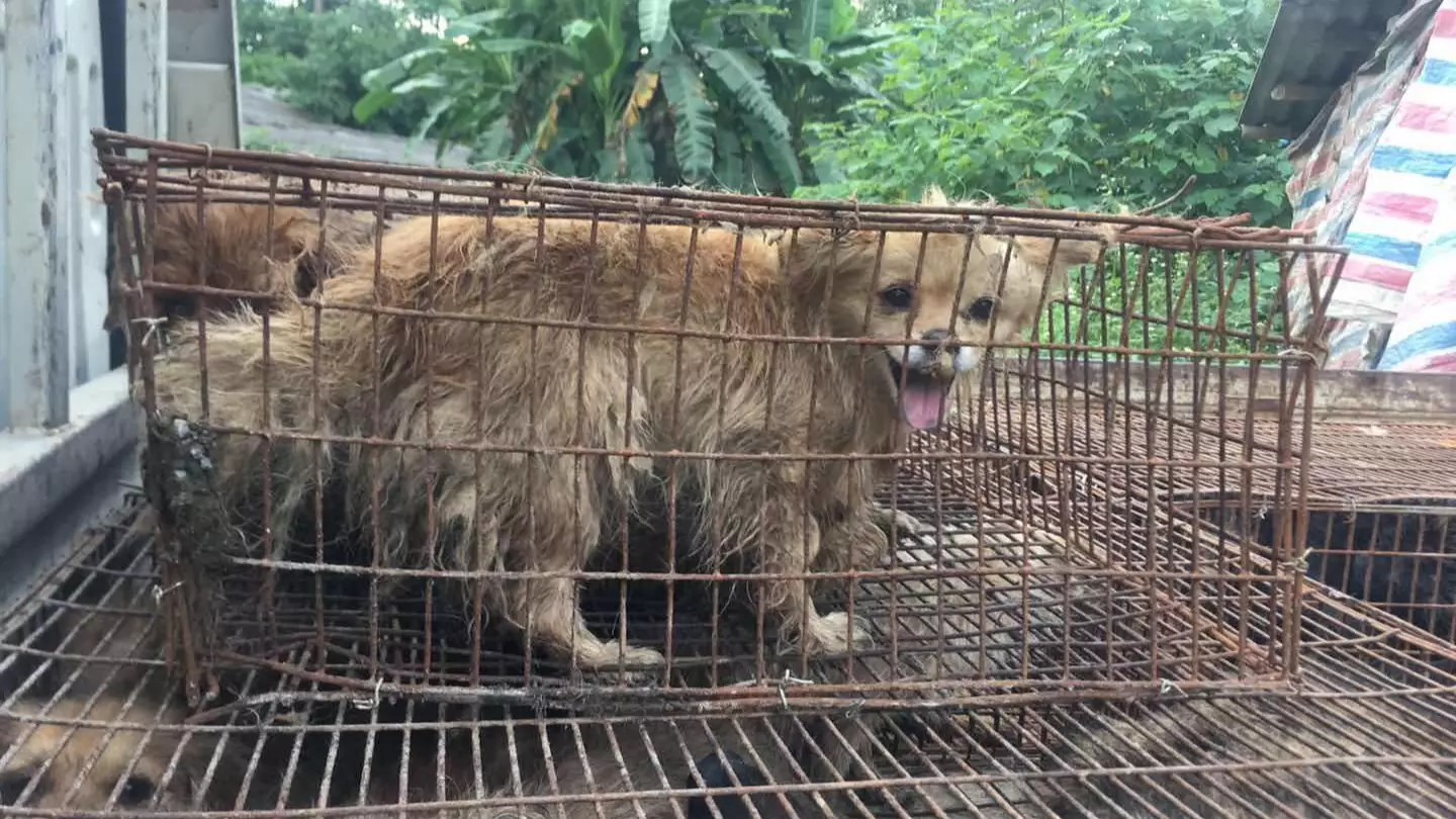 1.5 Million People Sign Petition To Ban China's Yulin Dog Meat Festival