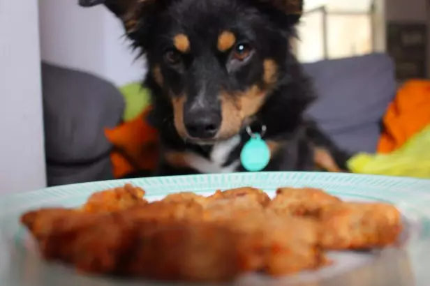 Will your mouthwatering cooking entice your pup? (