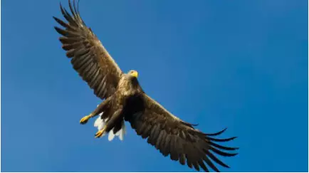The White-tailed eagle is easy to spot (