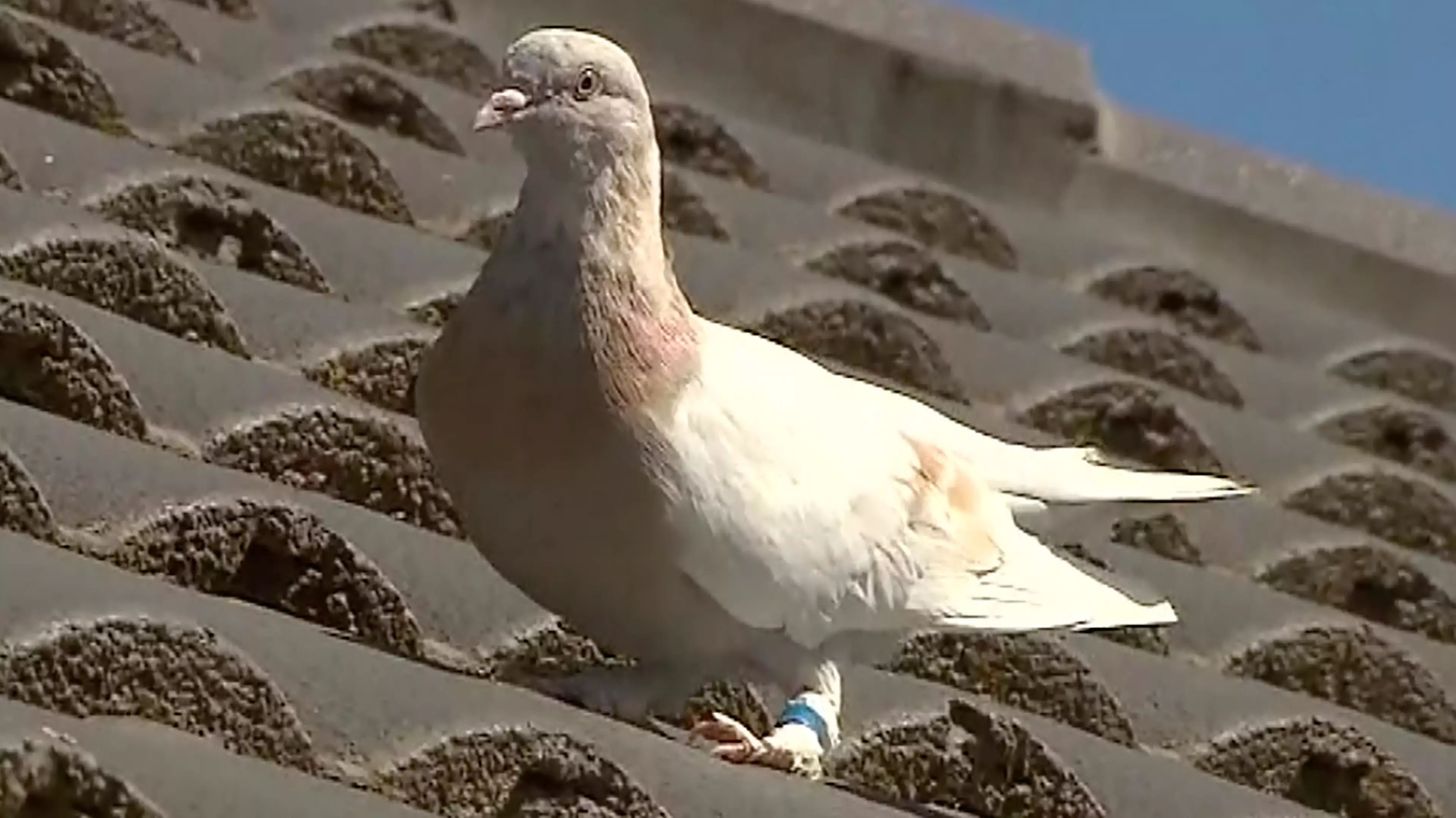 Authorities Will Kill Pigeon That Flew 13,000 Kilometres From US To Australia