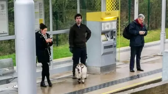 Missing Goat Found 25 Miles Away From Farm At Tram Stop In Manchester