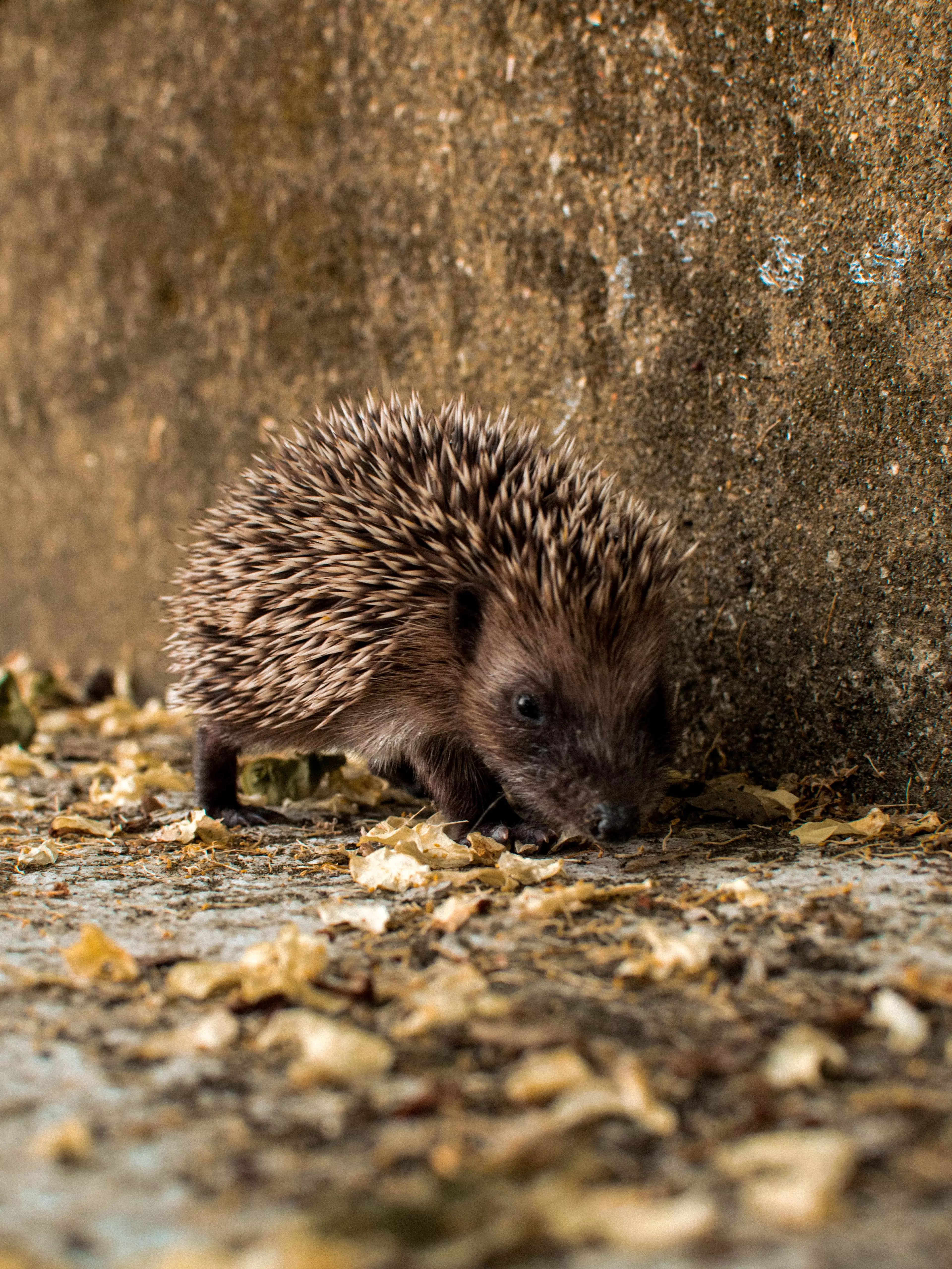 Hedgehogs are at risk of getting caught in the houses (