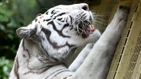Rare White Tiger Mauls Zookeeper To Death In Enclosure In Japan