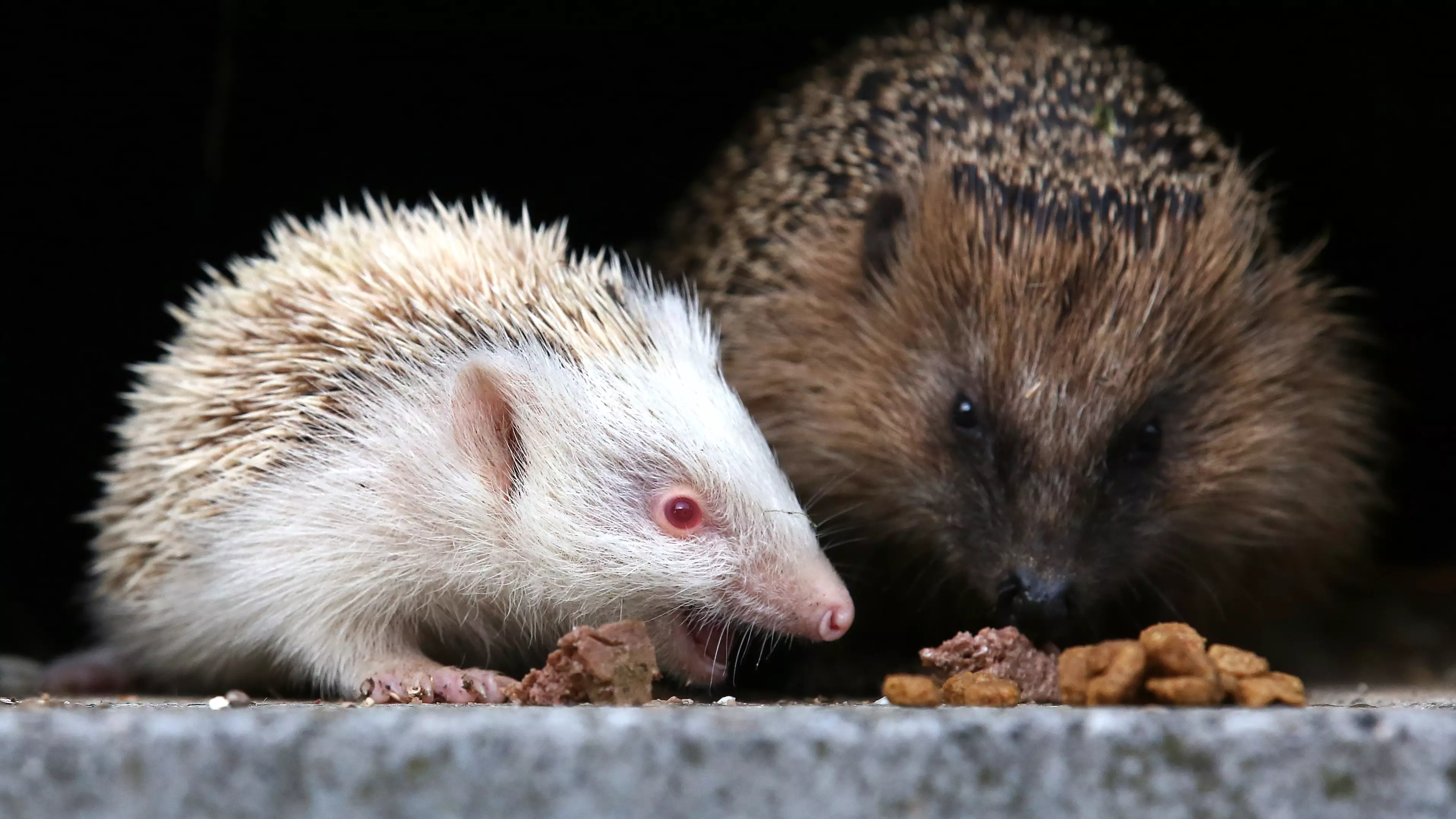 Hedgehogs Are At Risk Of Dying Of Dehydration As Heatwave Continues 