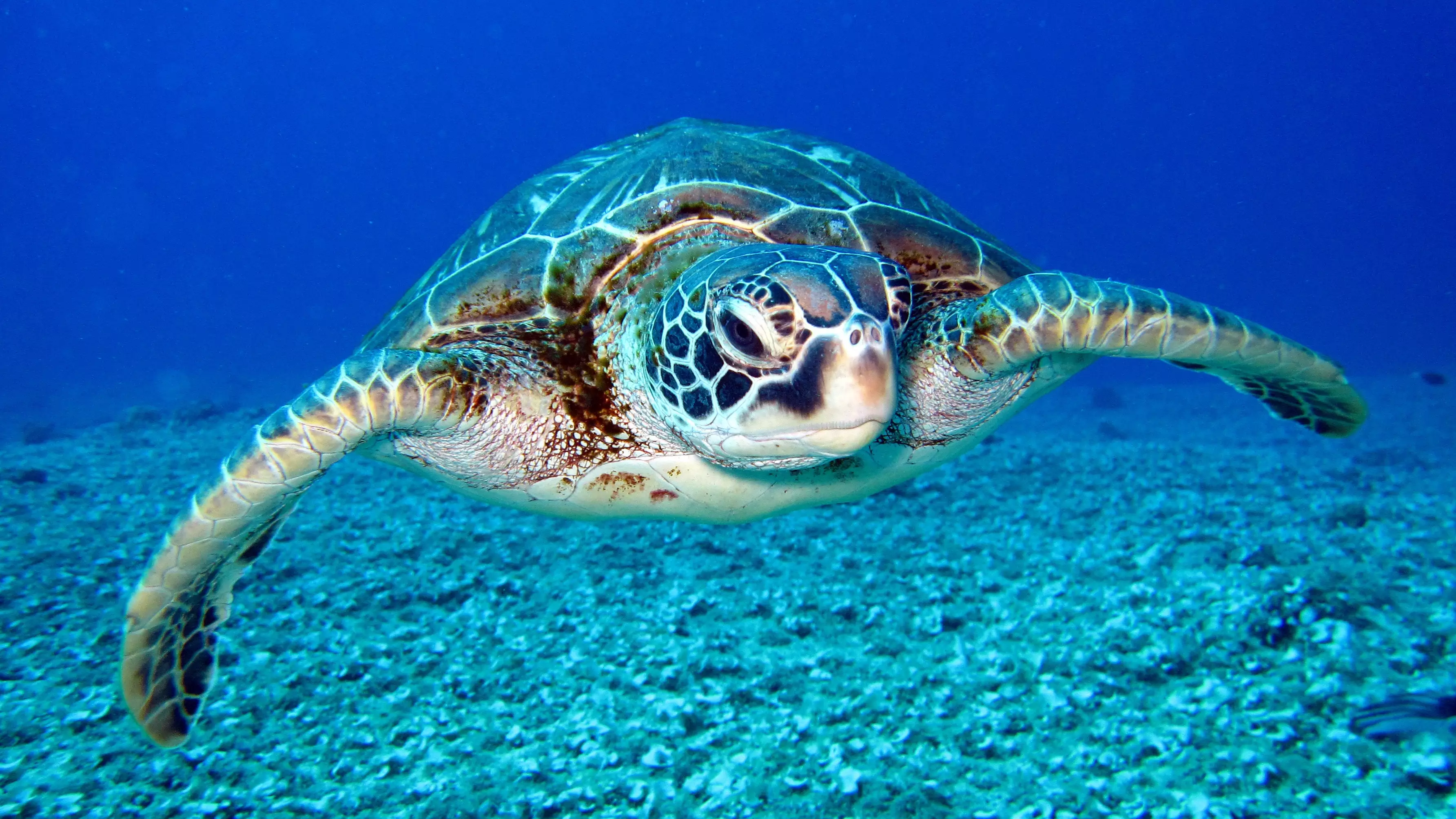 Luxury Hotel In The Maldives Is Hiring Someone To Look After Its Turtles