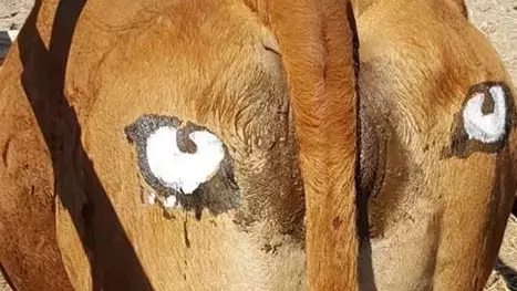 Drawing Eyes On Cows' Backsides Effective Way To Scare Off Predators, Study Finds