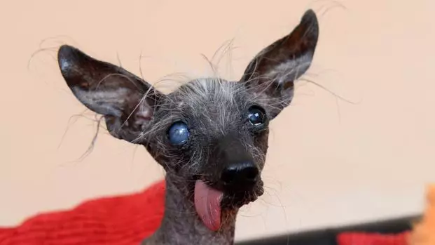 'Britain's Ugliest Dog', Chase, Has Died Aged 16