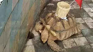 Chinese Zoo 'Glues' Basket To Tortoise's Shell For Tourists To Throw Coins In 
