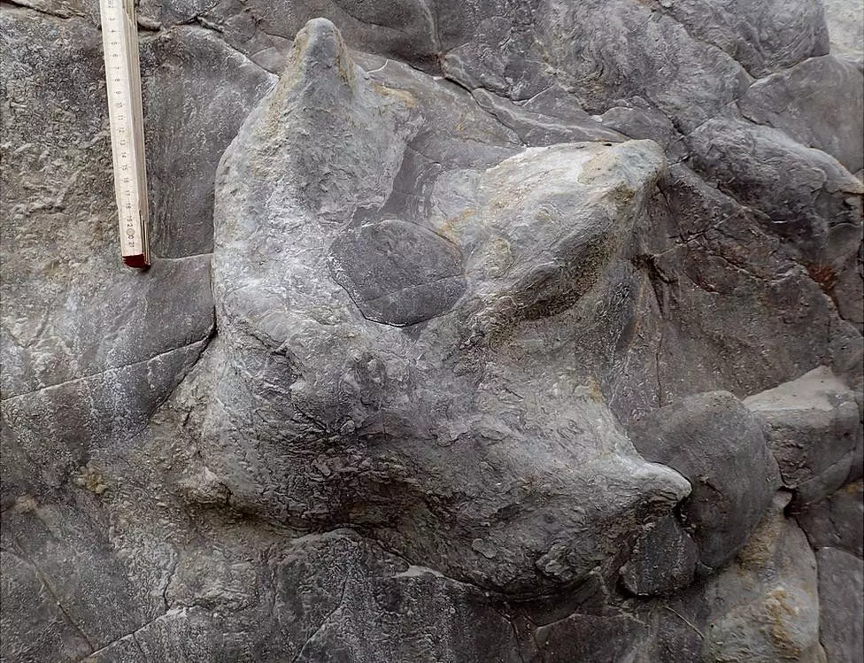 The shock dinosaur footprint discoveries measured up to 60cm across.