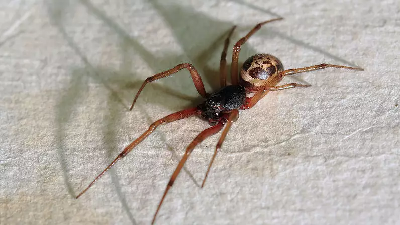 False Widow Spider Infestations Force Four Schools To Close