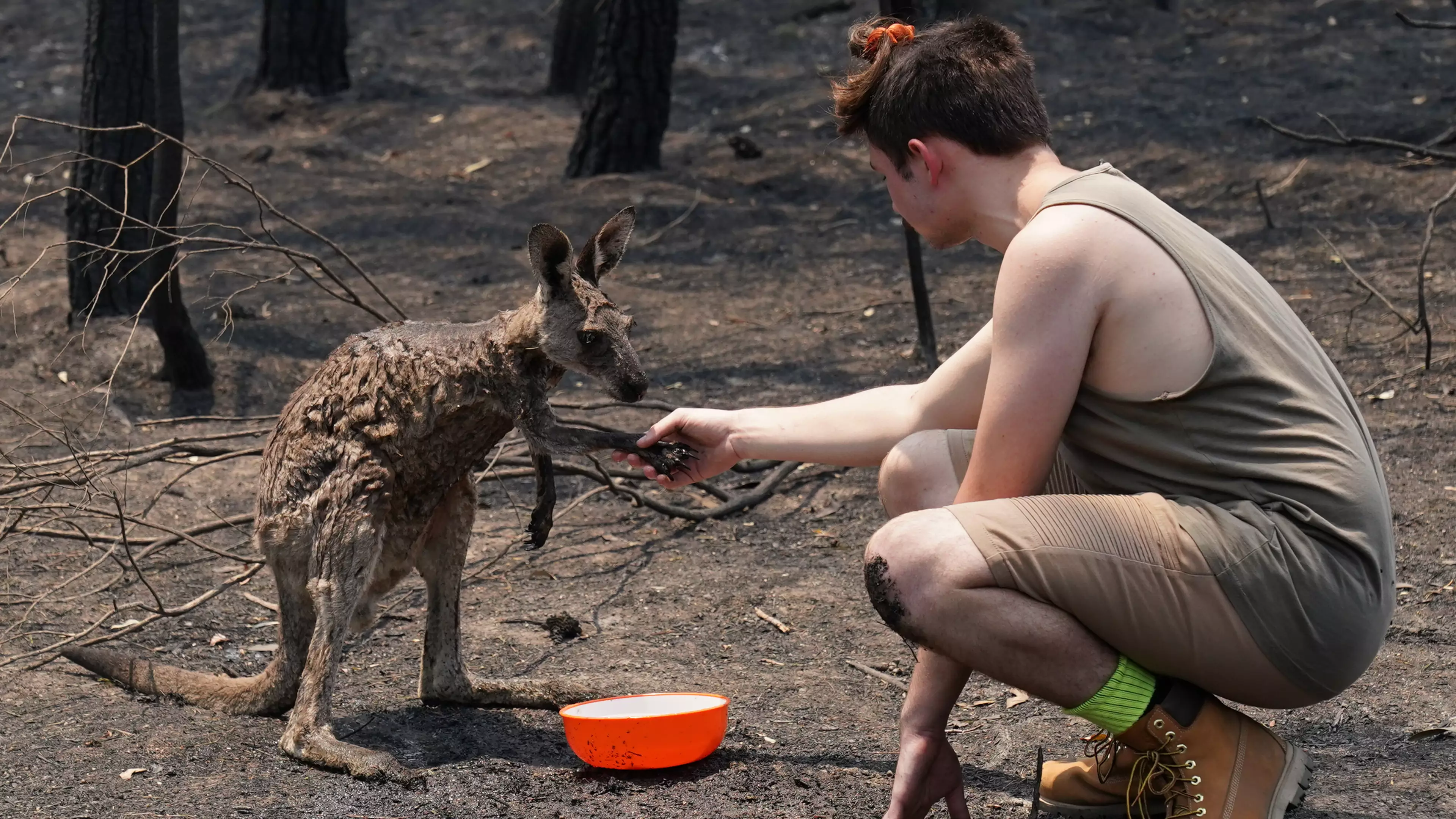 Young Kangaroo Seeks Help From Teenager After Being Burnt In Bushfires.