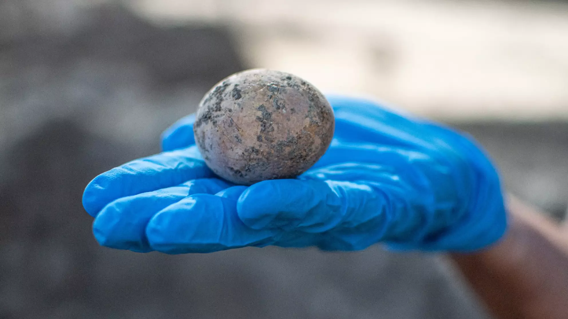 Thousand-Year-Old Chicken Egg Found Preserved By Human Poo 