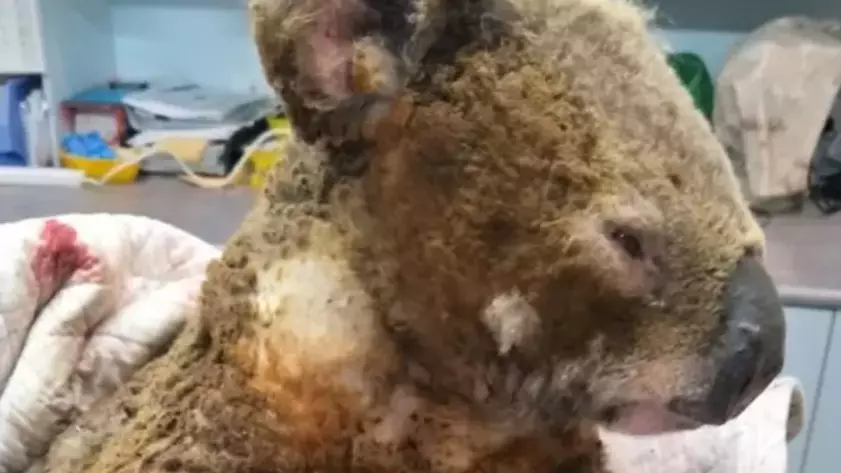Dozens of koala have been injured in the fires.