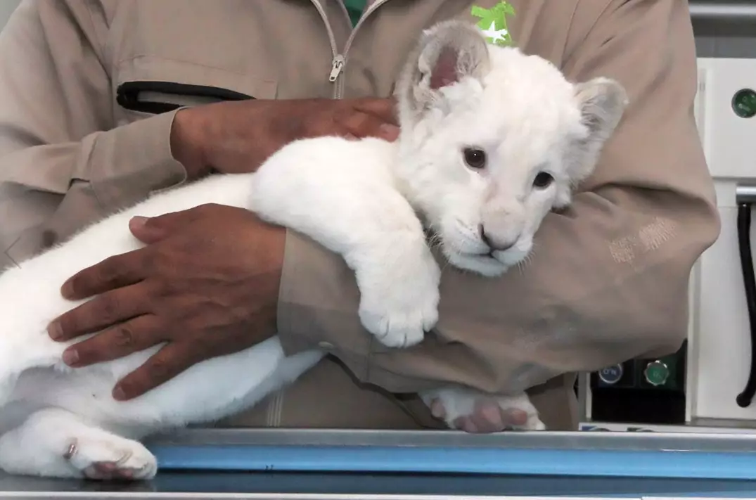 Nieve is just one of several baby animals born as part of Altiplano Zoo's breeding programme.