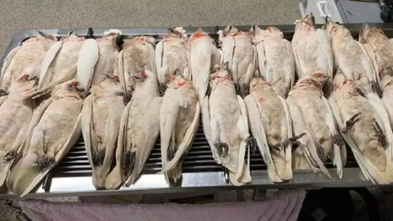 Birds Die Bleeding From Their Eyes And Beaks After Suspected 'Poisoning'