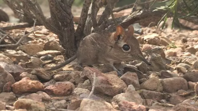 Tiny Elephant Shrew Species Missing For 50 Years Reappears In East Africa