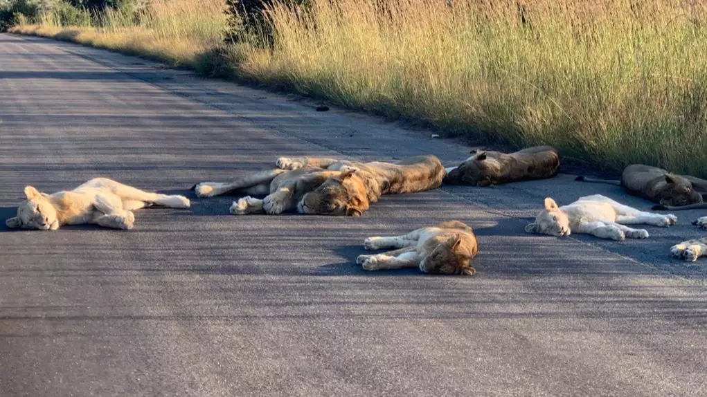 Lions Sunbathe On Road In National Park Due To Lack Of Tourists