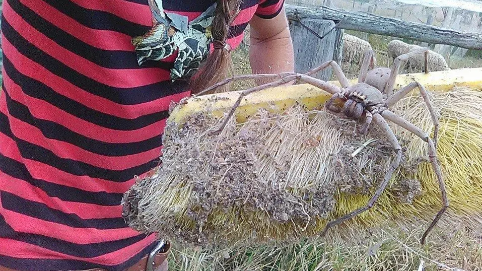 Woman Rescues Gigantic Huntsman Spider From Humans And Sets It Free 