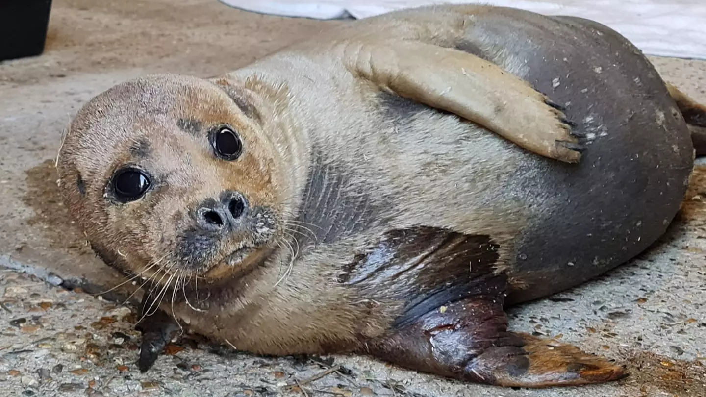 Police Looking To Speak To Owner Of Dog That Mauled Freddie Mercury The Seal