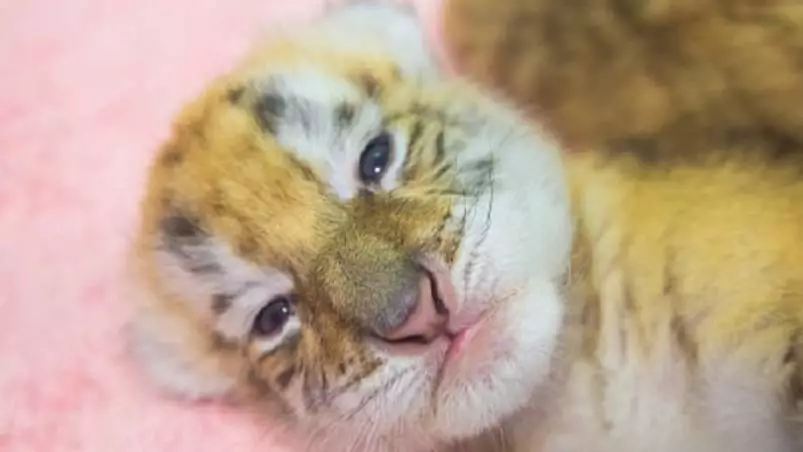 Extremely Rare Golden Tiger Cubs Born In Chinese Zoo