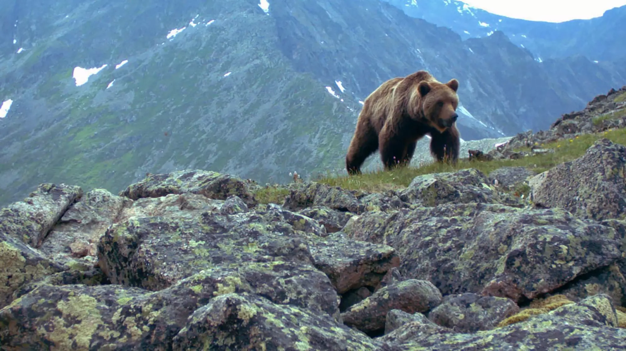 The bear reportedly pounced on the group while they were packing up their tents.
