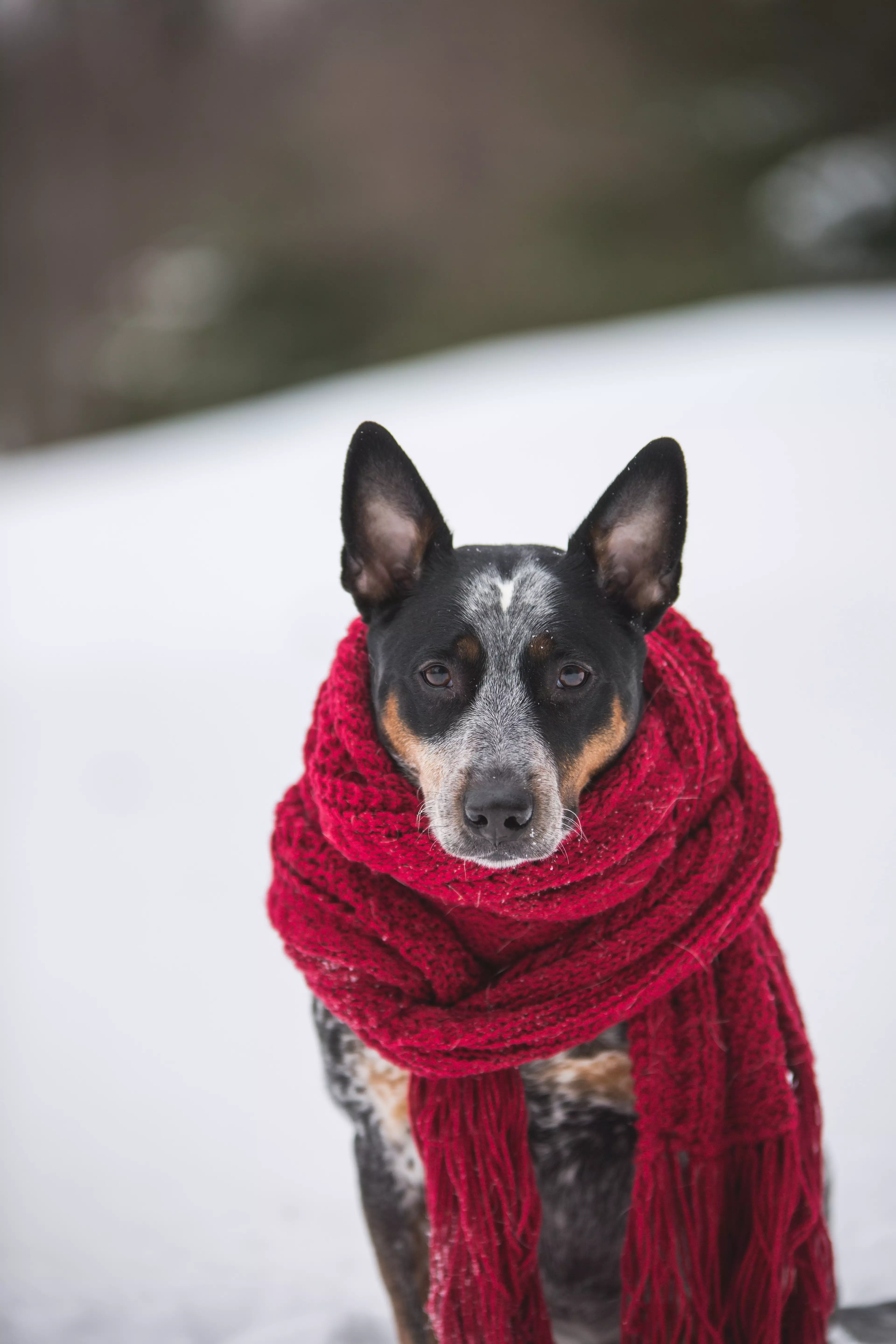 Make sure you wrap up warm like this pup (