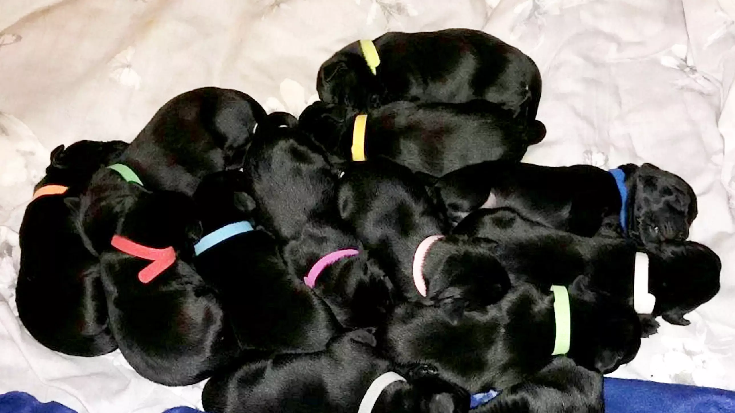 Labrador Delights Family As She Gives Birth To A Whopping 13 Puppies 