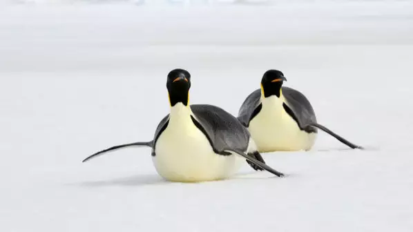 UK Government Backs Plan To Create 1.8m Kilometre Antarctic Nature Reserve