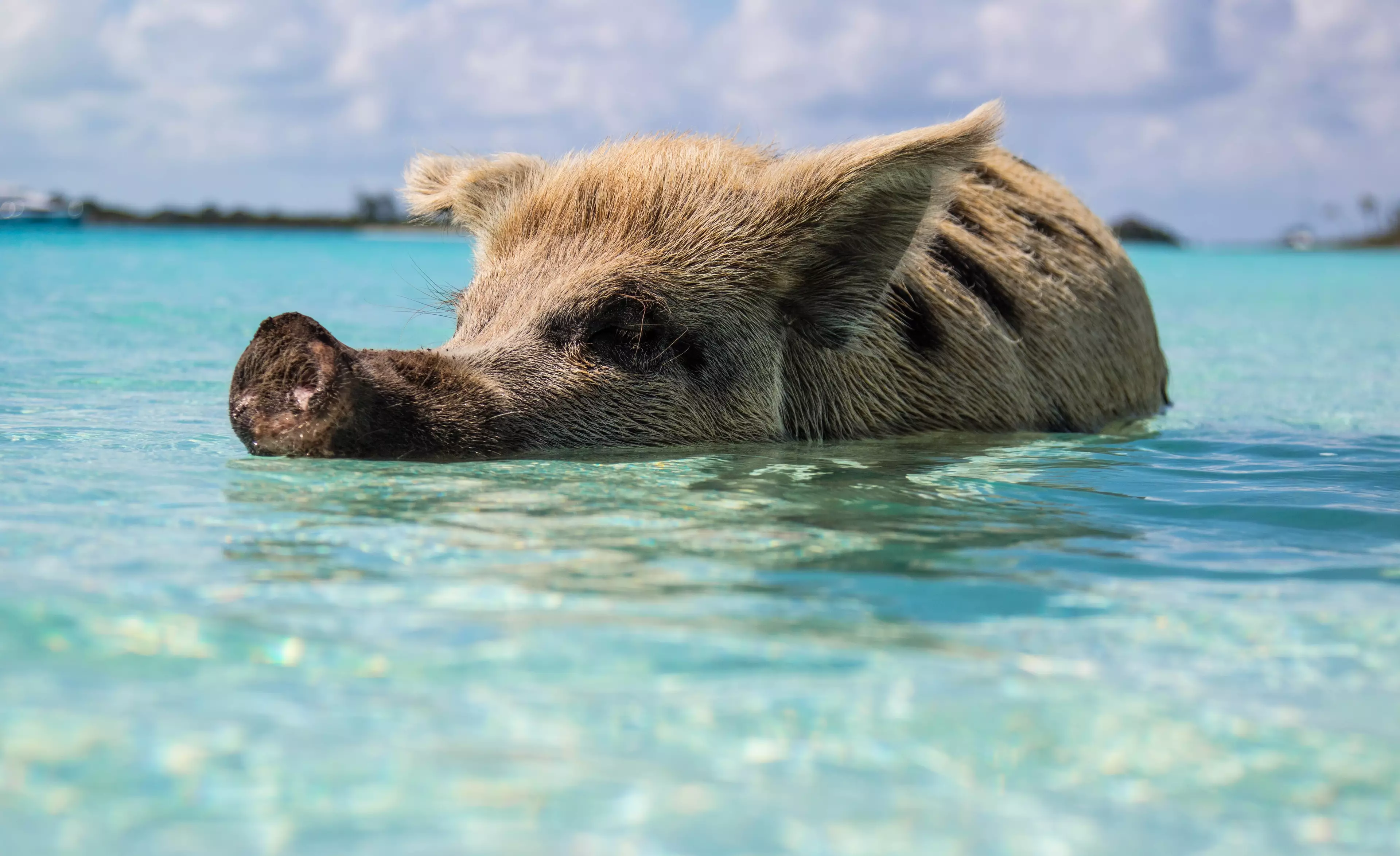 Some waters in the Bahamas are home to wild pigs.