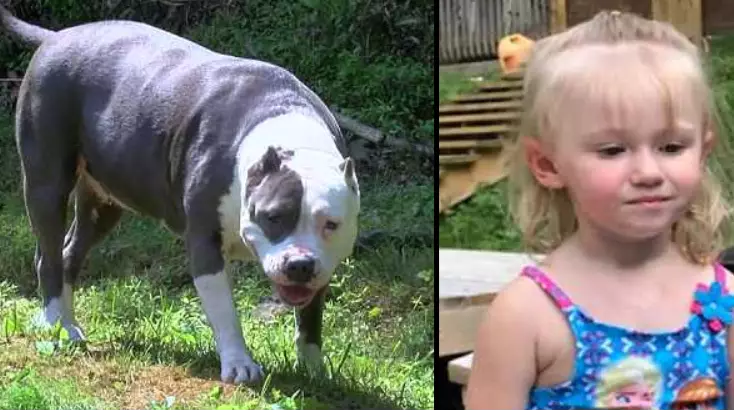Dog Stays With Lost Little Girl For Two Days Until She's Found
