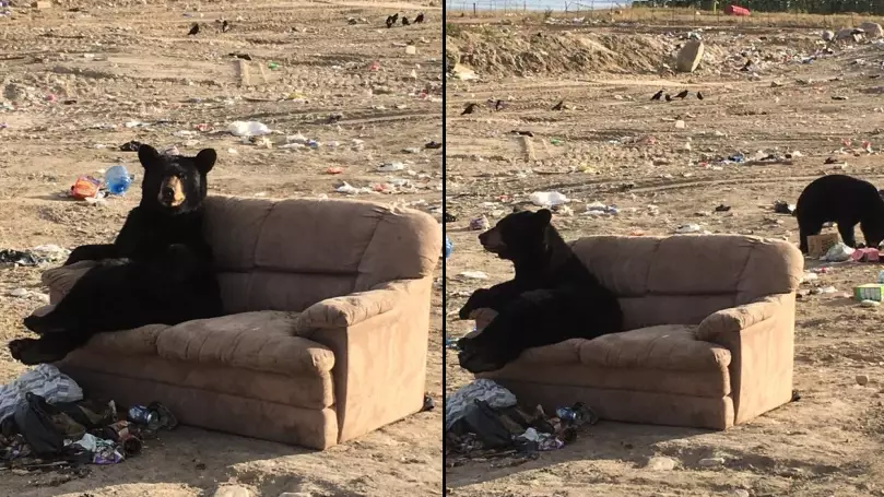 Bear Snapped Kicking Fat Chills On A Sofa At A Garbage Dump