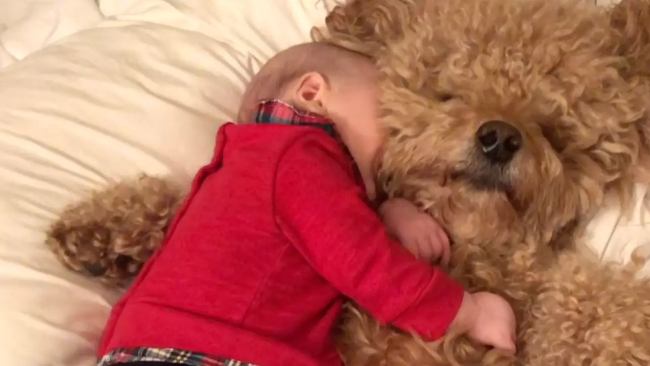 Baby Has Been Friends With Goldendoodle Pups Since He Was One Week Old