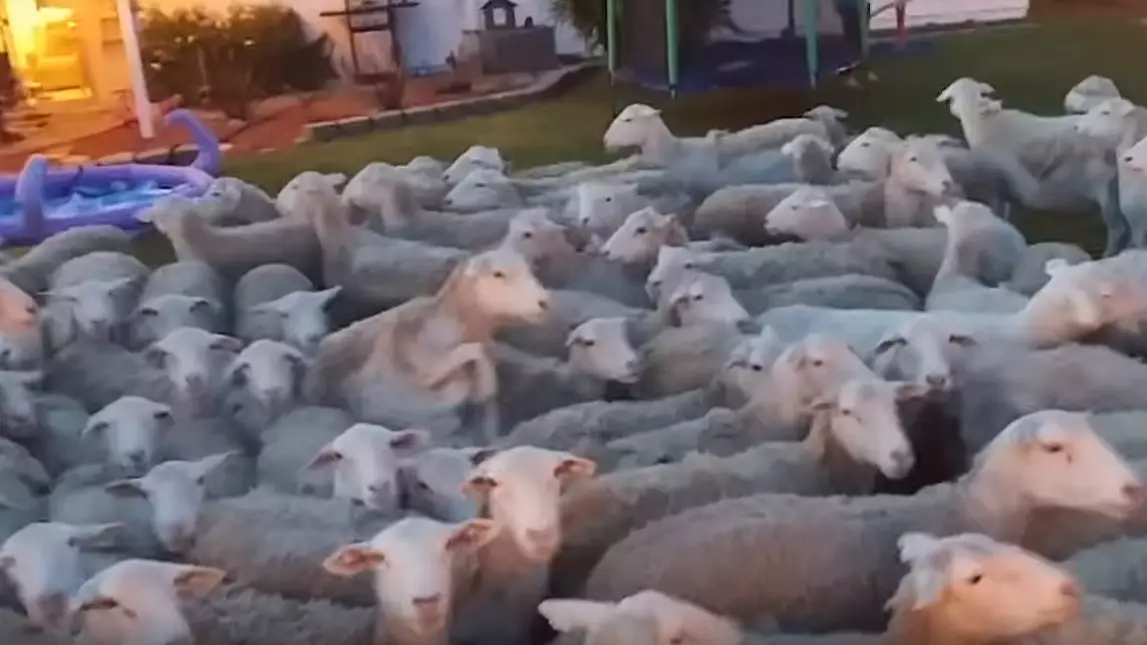 Man Leaves His Garden Gate Open And Gets 200 Strong Sheep Invasion
