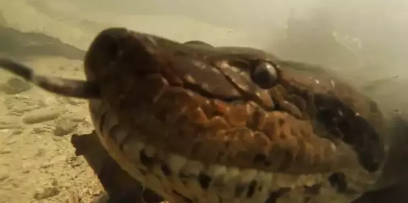 The diver got incredibly close up to the giant anaconda.