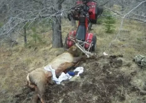 Hunter Gets Impaled On The Antlers Of An Elk He Just Shot