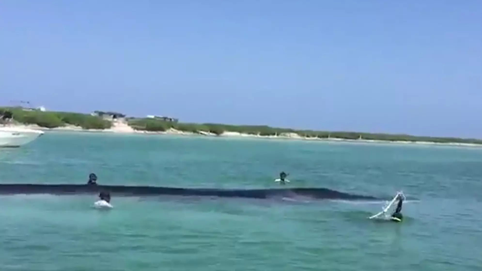 Rescue Attempt Of Huge Whale Stranded On Caribbean Beach Captured On Film