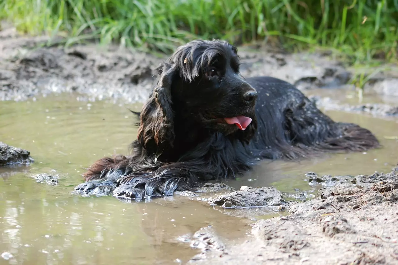This dog may be dirty, albeit cute, but it's still cleaner than your beard.