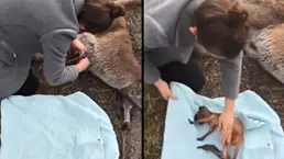 Woman Acts Quickly To Save Baby Kangaroo From Pouch Of Its Dead Mother
