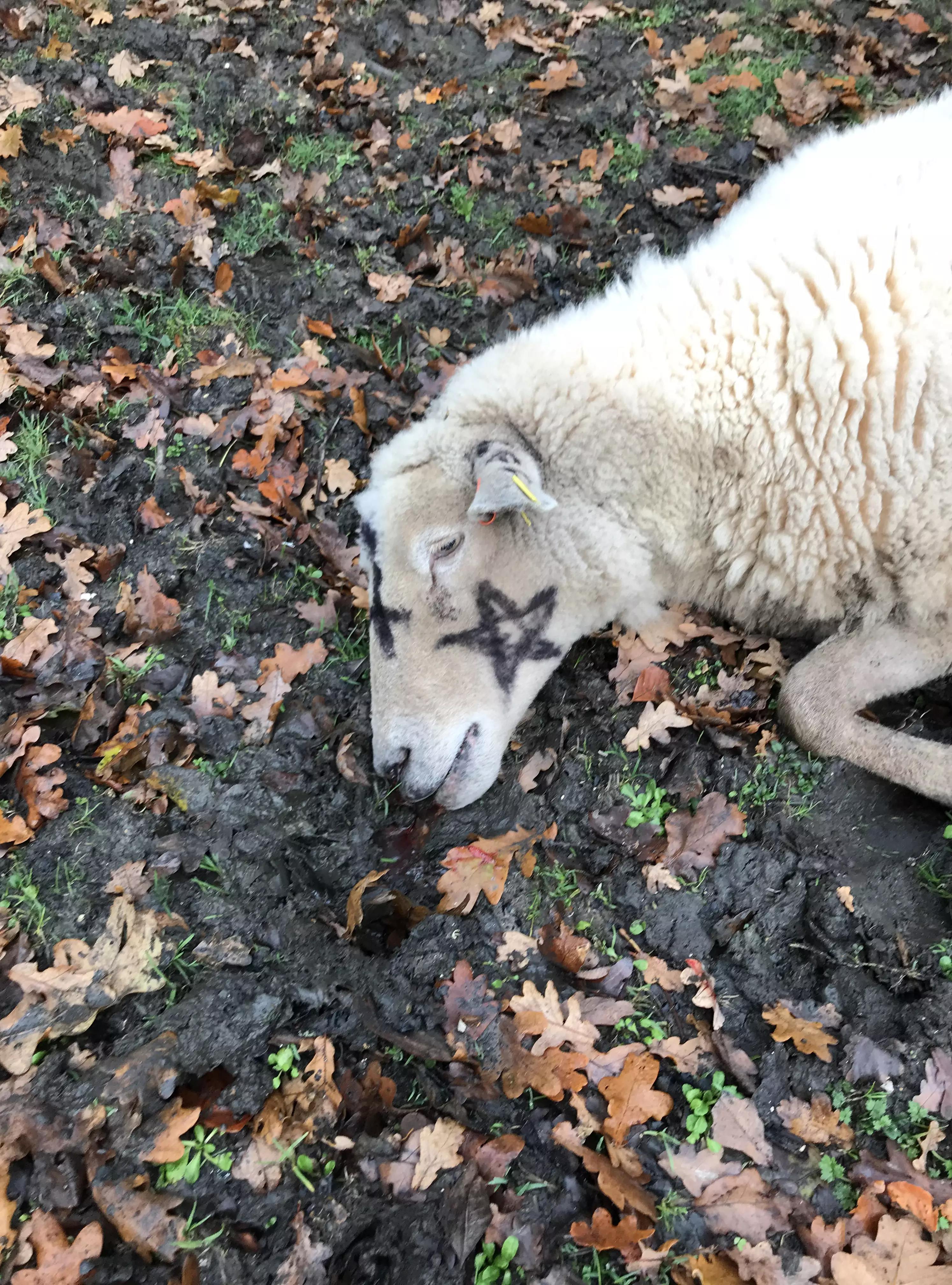 One of the sheep that was discovered.