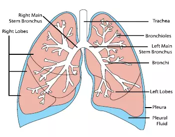 Diagram of the lungs.
