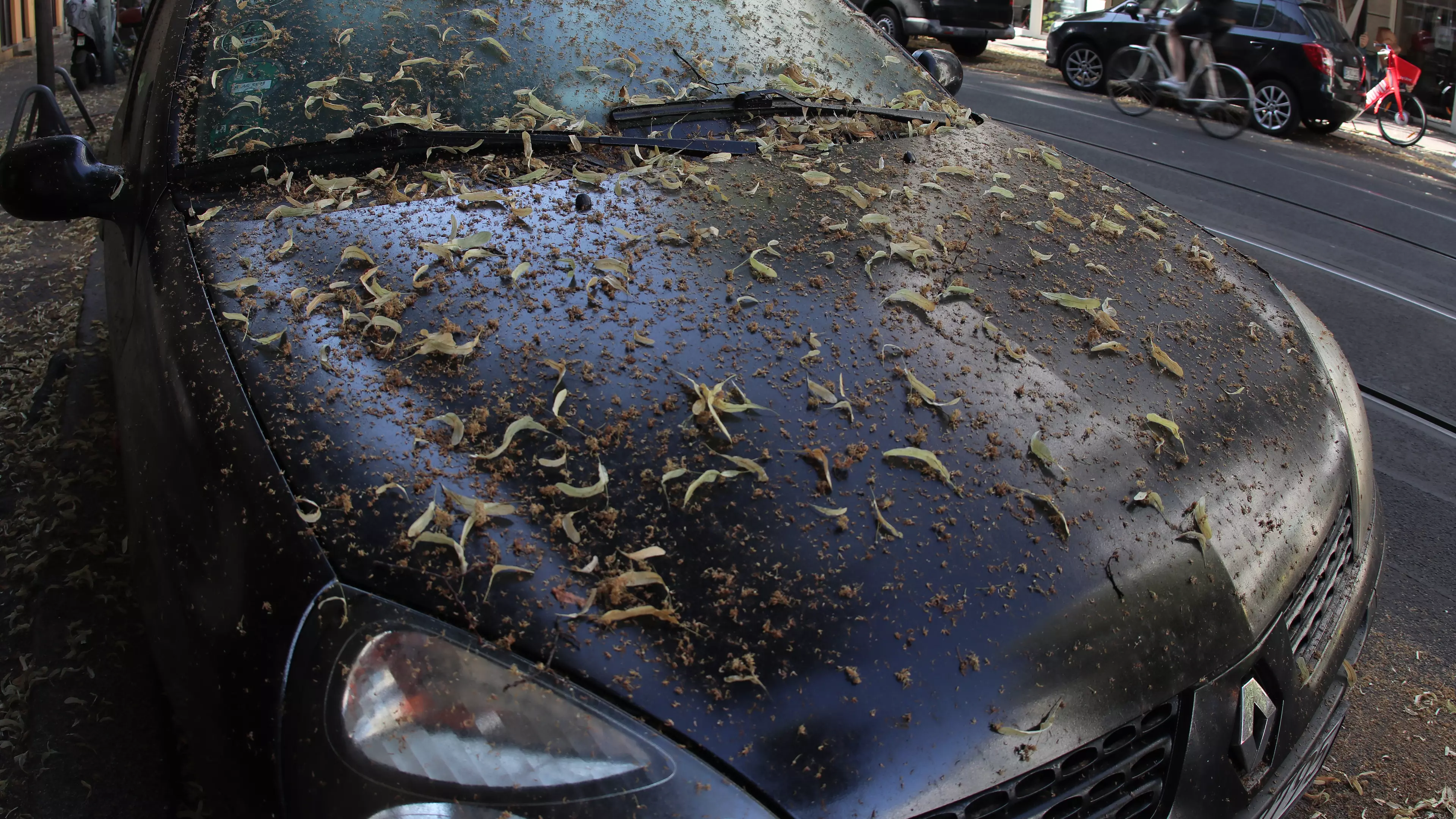 UK Could Be Swarmed With Greenflies That Can Damage Car Paintwork